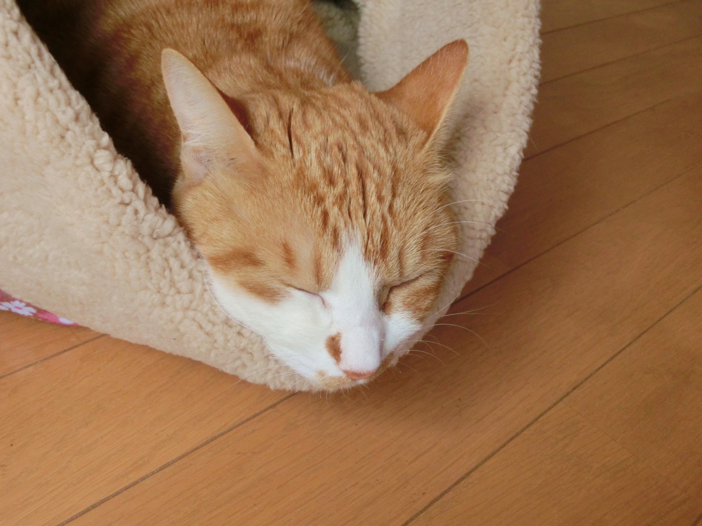 犬、猫などのペットを飼っている家庭で床暖を使う場合の注意点