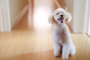 ペット専用の滑りにくいフローリングにする