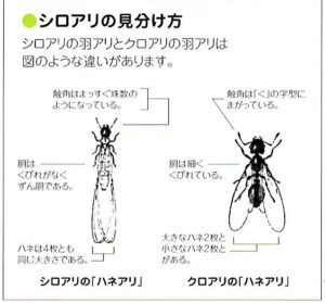 シロアリの見分け方