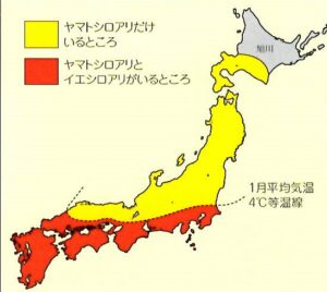 シロアリの発生地域と被害